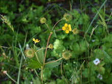 Load image into Gallery viewer, Yellow flowers and immature fruits of large-leaved avens (Geum macrophyllum). One of 100+ species of Pacific Northwest native plants available at Sparrowhawk Native Plants, Native Plant Nursery in Portland, Oregon.