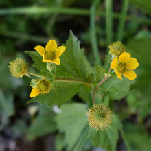 Load image into Gallery viewer, Close-up of the cheerful yellow flowers and spiky immature fruits of large-leaved avens (Geum macrophyllum). One of 100+ species of Pacific Northwest native plants available at Sparrowhawk Native Plants, Native Plant Nursery in Portland, Oregon.