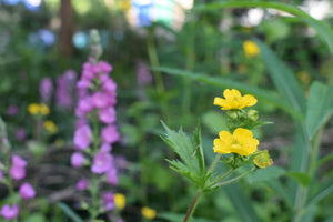 Close-up of the cheerful yellow flowers of large-leaved avens (Geum macrophyllum) in the foreground with pink checkermallow flowers (Sidalcea sp) in the background. One of 100+ species of Pacific Northwest native plants available at Sparrowhawk Native Plants, Native Plant Nursery in Portland, Oregon.