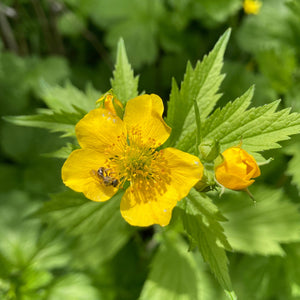 Close-up of small bee pollinating the cheerful yellow flower of Oregon native wildflower Large-leaved avens (Geum macrophyllum). One of 100+ species of Pacific Northwest native plants available at Sparrowhawk Native Plants, Native Plant Nursery in Portland, Oregon.