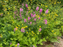 Load image into Gallery viewer, Cheerful yellow flowers of large-leaved avens (Geum macrophyllum) and pink checkermallow flowers (Sidalcea sp). One of 100+ species of Pacific Northwest native plants available at Sparrowhawk Native Plants, Native Plant Nursery in Portland, Oregon.