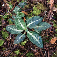 Load image into Gallery viewer, The striking basal rosette of giant rattlesnake plantain (Goodyera oblongifolia), its deep-green leaves with characteristic white venation. One of approximately 200 species of Pacific Northwest native plants available at Sparrowhawk Native Plants, native plant nursery in Portland, Oregon.
l rosette 