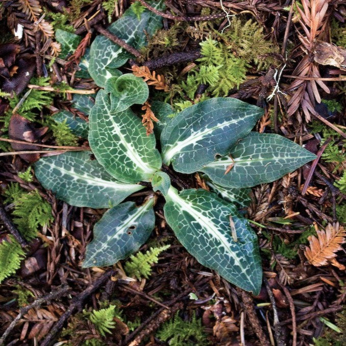 Giant Rattlesnake Plantain (Goodyera oblongifolia) – Sparrowhawk Native  Plants