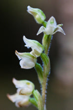 Load image into Gallery viewer, Closeup of the diminutive white orchid flowers of giant rattlesnake plantain (Goodyera oblongifolia). One of approximately 200 species of Pacific Northwest native plants available at Sparrowhawk Native Plants, native plant nursery in Portland, Oregon.
l rosette 