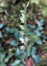 Load image into Gallery viewer, Closeup of the flower stalk of giant rattlesnake plantain (Goodyera oblongifolia) adorned with a row of diminutive white orchid flowers. One of approximately 200 species of Pacific Northwest native plants available at Sparrowhawk Native Plants, native plant nursery in Portland, Oregon.
l rosette 