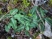 Load image into Gallery viewer, A small patch of giant rattlesnake plantain (Goodyera oblongifolia), its deep-green leaves with its characteristic deep white venation. One of approximately 200 species of Pacific Northwest native plants available at Sparrowhawk Native Plants, native plant nursery in Portland, Oregon.
l rosette 