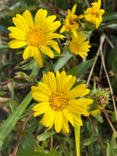 Load image into Gallery viewer, Closeup of two seemingly perfect bright yellow flowers of Willamette Valley gumweed (Grindelia integrifolia). One of the 150+ Pacific Northwest native trees, shrubs and wildflowers available at Sparrowhawk Native Plant Nursery in Portland Oregon.