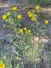 Load image into Gallery viewer, Full growth habit of Willamette Valley gumweed (Grindelia integrifolia) flowering in the wild. One of the 150+ Pacific Northwest native trees, shrubs and wildflowers available at Sparrowhawk Native Plant Nursery in Portland Oregon.