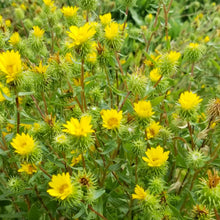 Load image into Gallery viewer, A plethora of golden yellow flowers of Willamette Valley gumweed (Grindelia integrifolia). One of the 150+ Pacific Northwest native trees, shrubs and wildflowers available at Sparrowhawk Native Plant Nursery in Portland Oregon.