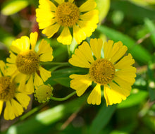 Load image into Gallery viewer, Close up of yellow common sneezeweed flowers (Helenium autumnale). One of 100+ species of Pacific Northwest native plants available at Sparrowhawk Native Plants, Native Plant Nursery in Portland, Oregon.