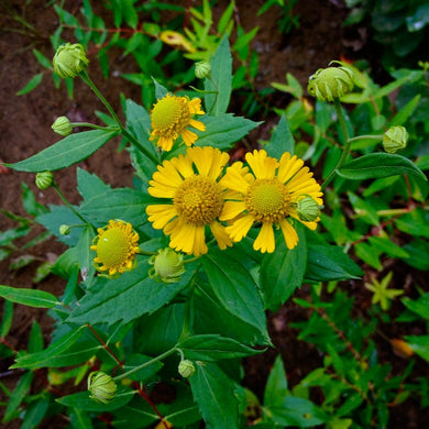 Yellow flowering common sneezeweed (Helenium autumnale) plant from above. One of 100+ species of Pacific Northwest native plants available at Sparrowhawk Native Plants, Native Plant Nursery in Portland, Oregon.  