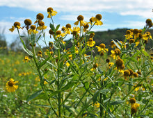 Load image into Gallery viewer, A common sneezeweed plant (Helenium autumnale) wrapping up summer blooms, in it&#39;s native meadow habitat. One of 100+ species of Pacific Northwest native plants available at Sparrowhawk Native Plants, Native Plant Nursery in Portland, Oregon.