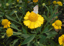 Load image into Gallery viewer, Close up of a common sneezeweed flower (Helenium autumnale) with a small spotted butterfly sitting on top. One of 100+ species of Pacific Northwest native plants available at Sparrowhawk Native Plants, Native Plant Nursery in Portland, Oregon.