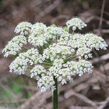 Load image into Gallery viewer, Close up of the white umbel flower of cow parsnip (Heracleum maximum). One of 100+ species of Pacific Northwest native plants available at Sparrowhawk Native Plants, Native Plant Nursery in Portland, Oregon.