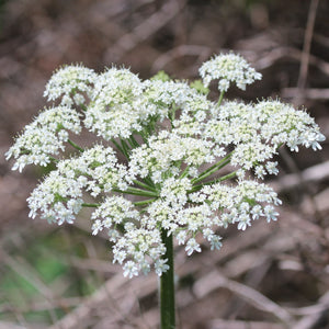 Close up of the white umbel flower of cow parsnip (Heracleum maximum). One of 100+ species of Pacific Northwest native plants available at Sparrowhawk Native Plants, Native Plant Nursery in Portland, Oregon.
