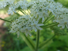 Load image into Gallery viewer, Macro shot of the white umbel flower of cow parsnip (Heracleum maximum). One of 100+ species of Pacific Northwest native plants available at Sparrowhawk Native Plants, Native Plant Nursery in Portland, Oregon.