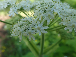 Macro shot of the white umbel flower of cow parsnip (Heracleum maximum). One of 100+ species of Pacific Northwest native plants available at Sparrowhawk Native Plants, Native Plant Nursery in Portland, Oregon.
