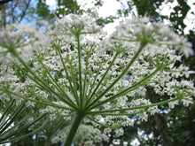 Load image into Gallery viewer, Close up of the white umbel flower of cow parsnip (Heracleum maximum). One of 100+ species of Pacific Northwest native plants available at Sparrowhawk Native Plants, Native Plant Nursery in Portland, Oregon.