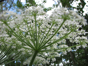Close up of the white umbel flower of cow parsnip (Heracleum maximum). One of 100+ species of Pacific Northwest native plants available at Sparrowhawk Native Plants, Native Plant Nursery in Portland, Oregon.