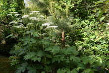 Load image into Gallery viewer, A small population of cow parsnip (Heracleum maximum) in bloom in a habitat garden. One of 100+ species of Pacific Northwest native plants available at Sparrowhawk Native Plants, Native Plant Nursery in Portland, Oregon.