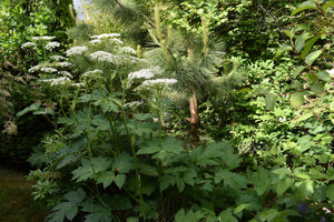 A small population of cow parsnip (Heracleum maximum) in bloom in a habitat garden. One of 100+ species of Pacific Northwest native plants available at Sparrowhawk Native Plants, Native Plant Nursery in Portland, Oregon.