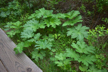 Load image into Gallery viewer, Large green leafy vegetation of cow parsnip (Heracleum maximum) beside a boardwalk in spring. One of 100+ species of Pacific Northwest native plants available at Sparrowhawk Native Plants, Native Plant Nursery in Portland, Oregon.