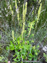 Load image into Gallery viewer, Flowering habit of meadow alumroot (Heuchera chlorantha). One of approximately 200 species of Pacific Northwest native plants available at Sparrowhawk Native Plants, native plant nursery in Portland, Oregon.