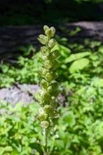 Load image into Gallery viewer, Close up of the flowering stalk of meadow alumroot (Heuchera chlorantha) covered in small green-white flowers. One of approximately 200 species of Pacific Northwest native plants available at Sparrowhawk Native Plants, native plant nursery in Portland, Oregon.