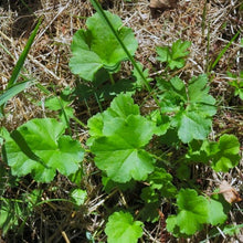 Load image into Gallery viewer, Maple-shaped leaves of meadow alumroot (Heuchera chlorantha). One of approximately 200 species of Pacific Northwest native plants available at Sparrowhawk Native Plants, native plant nursery in Portland, Oregon.