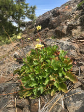 Load image into Gallery viewer, Natural growth habit of alpine alumroot (Heuchera cylindrica). One of about 200 species of Pacific Northwest native plants available at Sparrowhawk Native Plants in Portland, Oregon.