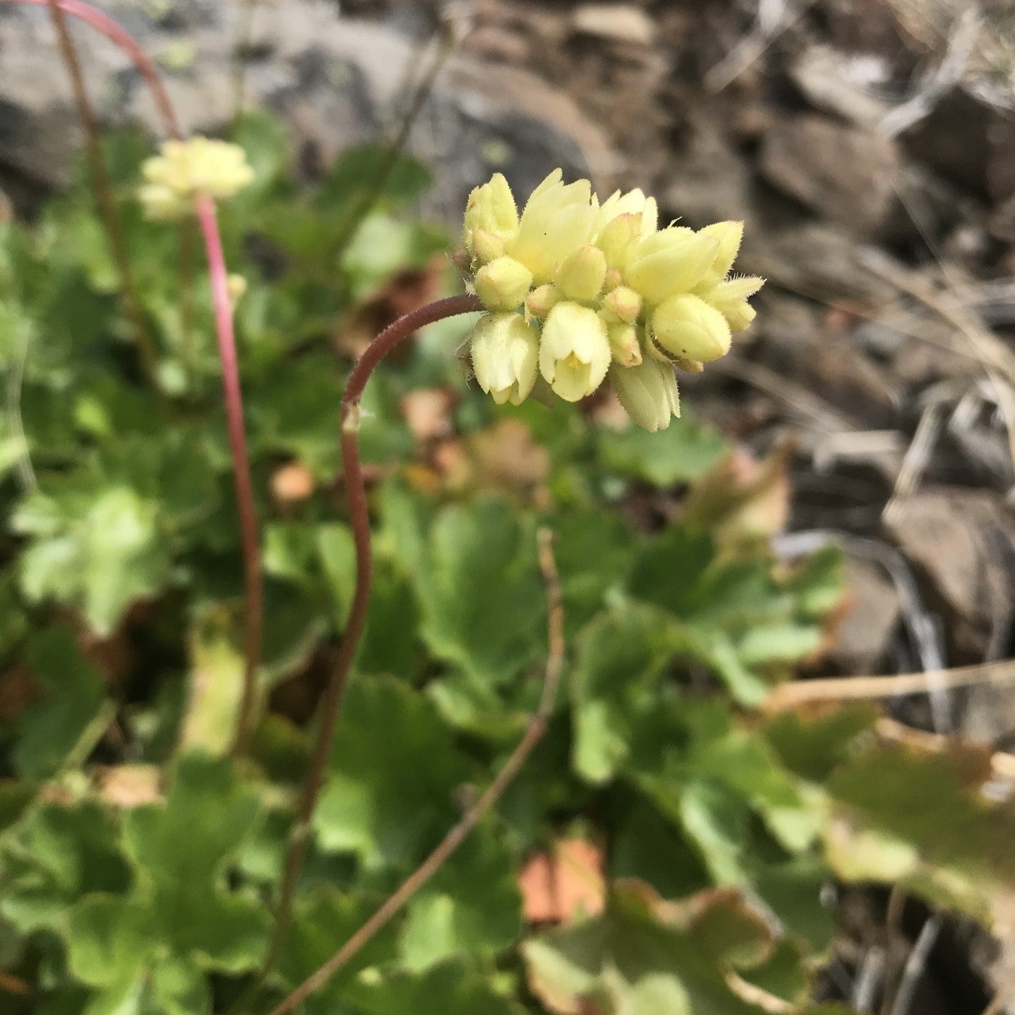 Close up of the creamy yellow flowers of alpine alumroot (Heuchera cylindrica) with mound of foliage in the background. One of about 200 species of Pacific Northwest native plants available at Sparrowhawk Native Plants in Portland, Oregon. 