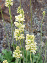 Load image into Gallery viewer, Close-up of the creamy yellow flowers of alpine alumroot (Heuchera cylindrica). One of about 200 species of Pacific Northwest native plants available at Sparrowhawk Native Plants in Portland, Oregon. 