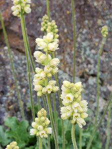 Close-up of the creamy yellow flowers of alpine alumroot (Heuchera cylindrica). One of about 200 species of Pacific Northwest native plants available at Sparrowhawk Native Plants in Portland, Oregon. 