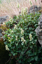 Load image into Gallery viewer, Natural growth habit of alpine alumroot (Heuchera cylindrica). One of about 200 species of Pacific Northwest native plants available at Sparrowhawk Native Plants in Portland, Oregon.
