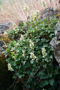 Natural growth habit of alpine alumroot (Heuchera cylindrica). One of about 200 species of Pacific Northwest native plants available at Sparrowhawk Native Plants in Portland, Oregon.