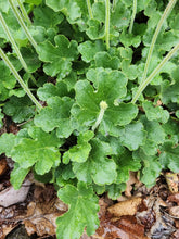 Load image into Gallery viewer, Attractive evergreen foliage of alpine alumroot (Heuchera cylindrica). One of about 200 species of Pacific Northwest native plants available at Sparrowhawk Native Plants in Portland, Oregon. 