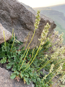 Natural growth habit of alpine alumroot (Heuchera cylindrica). One of about 200 species of Pacific Northwest native plants available at Sparrowhawk Native Plants in Portland, Oregon.