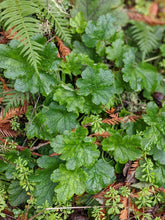 Load image into Gallery viewer, Foliage of small-flowered Alumroot (Heuchera micrantha). One of approximately 200 species of Pacific Northwest native plants available at Sparrowhawk Native Plants, native plant nursery in Portland, Oregon.