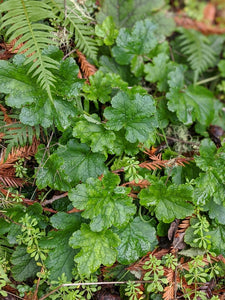 Foliage of small-flowered Alumroot (Heuchera micrantha). One of approximately 200 species of Pacific Northwest native plants available at Sparrowhawk Native Plants, native plant nursery in Portland, Oregon.