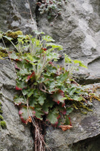 Load image into Gallery viewer, Small-flowered Alumroot grows on a rock ledge (Heuchera micrantha). One of approximately 200 species of Pacific Northwest native plants available at Sparrowhawk Native Plants, native plant nursery in Portland, Oregon.