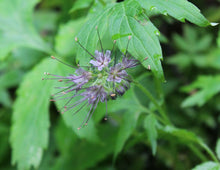 Load image into Gallery viewer, Close-up of pacific waterleaf flower (Hydrophyllum tenuipes). One of approximately 200 species of Pacific Northwest native plants available at Sparrowhawk Native Plants, native plant nursery in Portland, Oregon.