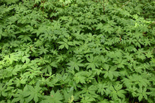 Load image into Gallery viewer, Wild population of pacific waterleaf (Hydrophyllum tenuipes) with its natural companions. One of approximately 200 species of Pacific Northwest native plants available at Sparrowhawk Native Plants, native plant nursery in Portland, Oregon.