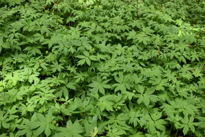 Wild population of pacific waterleaf (Hydrophyllum tenuipes) with its natural companions. One of approximately 200 species of Pacific Northwest native plants available at Sparrowhawk Native Plants, native plant nursery in Portland, Oregon.