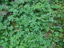 Load image into Gallery viewer, Wild population of pacific waterleaf (Hydrophyllum tenuipes) with its natural companions. One of approximately 200 species of Pacific Northwest native plants available at Sparrowhawk Native Plants, native plant nursery in Portland, Oregon.