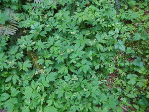 Wild population of pacific waterleaf (Hydrophyllum tenuipes) with its natural companions. One of approximately 200 species of Pacific Northwest native plants available at Sparrowhawk Native Plants, native plant nursery in Portland, Oregon.