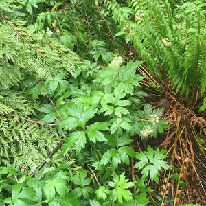 Wild population of pacific waterleaf (Hydrophyllum tenuipes) with its natural companions. One of approximately 200 species of Pacific Northwest native plants available at Sparrowhawk Native Plants, native plant nursery in Portland, Oregon.