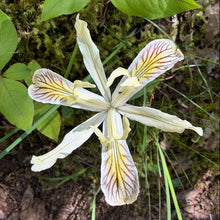 Cargar imagen en el visor de la galería, Close-up of white bloom of yellowleaf iris (Iris chrysophylla). One of approximately 200 species of Pacific Northwest native plants available at Sparrowhawk Native Plants, Native Plant Nursery in Portland, Oregon.