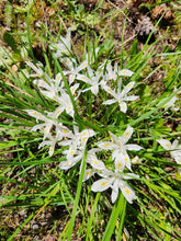 Cargar imagen en el visor de la galería, A mature yellowleaf iris plant (Iris chrysophylla), with green grass-like foliage and lots of white flowers. One of approximately 200 species of Pacific Northwest native plants available at Sparrowhawk Native Plants, Native Plant Nursery in Portland, Oregon.