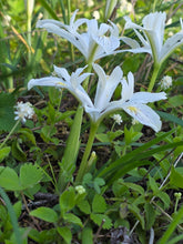 Cargar imagen en el visor de la galería, Side view of the showy white flowers of native yellowleaf iris (Iris chrysophylla). One of approximately 200 species of Pacific Northwest native plants available at Sparrowhawk Native Plants, Native Plant Nursery in Portland, Oregon.
