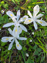 Cargar imagen en el visor de la galería, Close up of three showy white flowers of native yellowleaf iris (Iris chrysophylla). One of approximately 200 species of Pacific Northwest native plants available at Sparrowhawk Native Plants, Native Plant Nursery in Portland, Oregon.